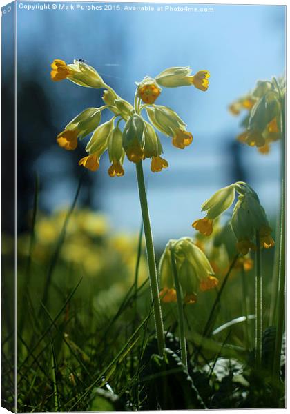 Cowslip Flowers and Spider in Spring Canvas Print by Mark Purches