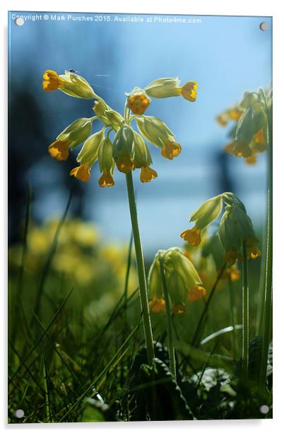 Cowslip Flowers and Spider in Spring Acrylic by Mark Purches