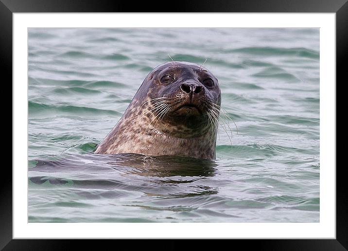  Seal off Skye Framed Mounted Print by Rob Lester
