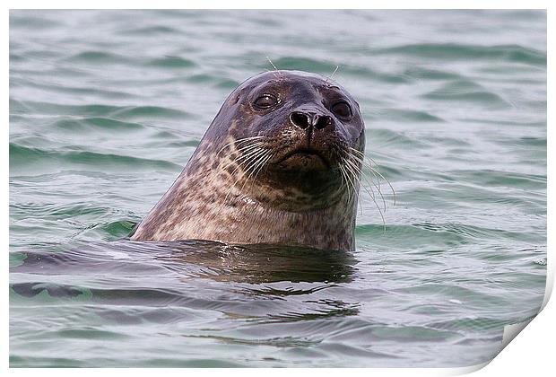  Seal off Skye Print by Rob Lester