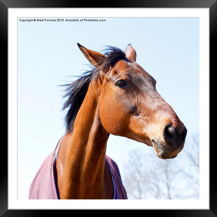 Elegant Chestnut or Bay Horse Head Framed Mounted Print by Mark Purches