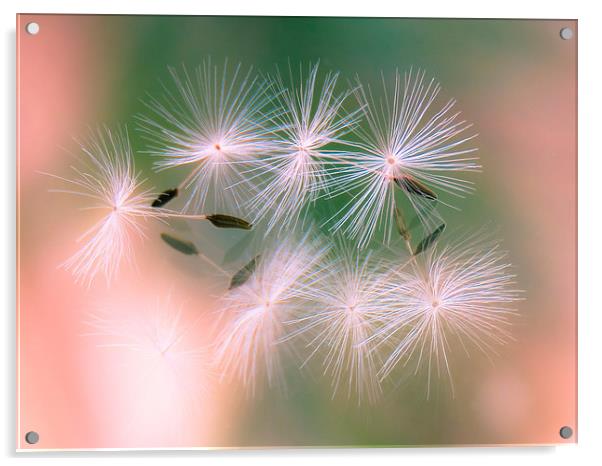  Dandelion Seeds Acrylic by Helen Holmes