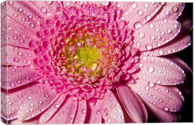 Droplets on Petals Canvas Print by Eddie Howland