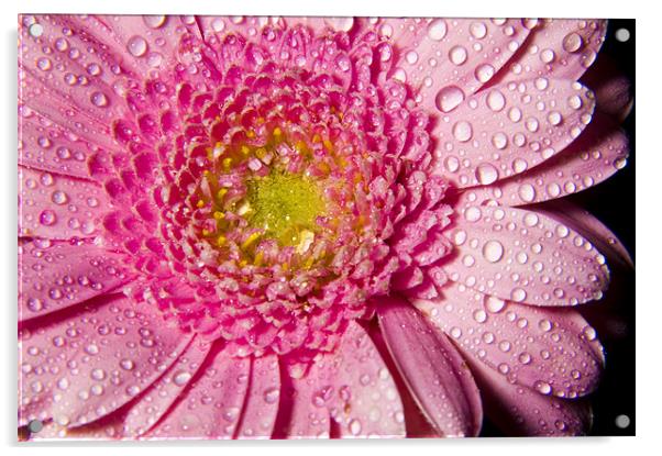 Droplets on Petals Acrylic by Eddie Howland