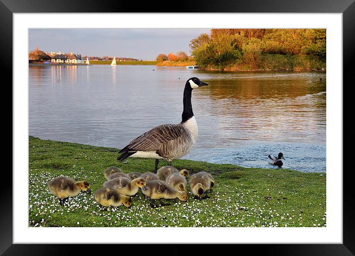  Mother and her young Framed Mounted Print by Gary Kenyon