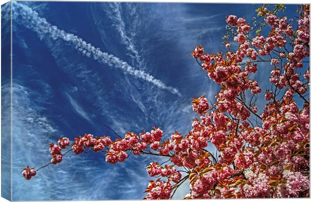 Cherry Blossum Sky  Canvas Print by Darren Galpin