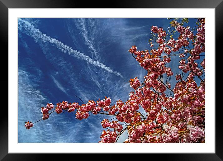 Cherry Blossum Sky  Framed Mounted Print by Darren Galpin