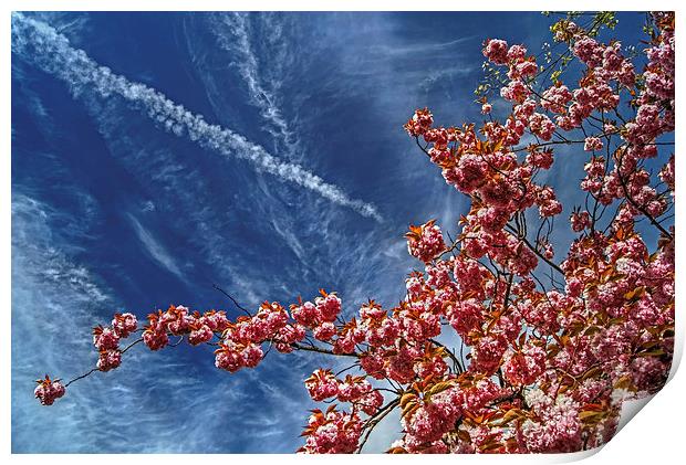 Cherry Blossum Sky  Print by Darren Galpin
