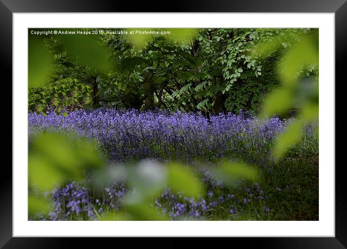  Blue Bells of spring. Framed Mounted Print by Andrew Heaps