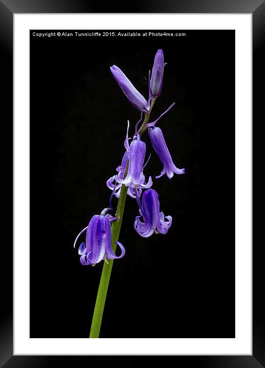  Bluebells Framed Mounted Print by Alan Tunnicliffe