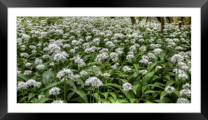  Wild Garlic Flowers Framed Mounted Print by David Tinsley
