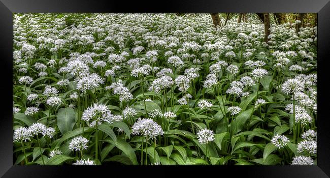  Wild Garlic Flowers Framed Print by David Tinsley