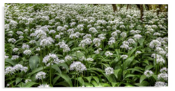  Wild Garlic Flowers Acrylic by David Tinsley