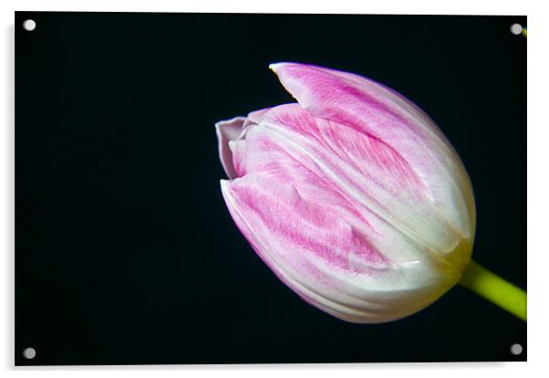 Tulip Acrylic by Eddie Howland