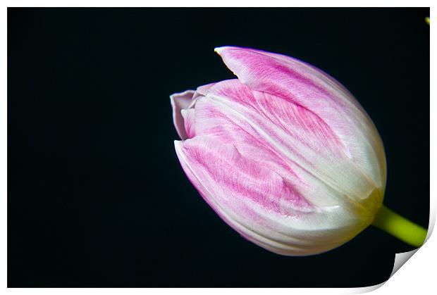 Tulip Print by Eddie Howland