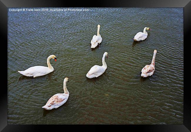  Six Swans a Swimmin' Framed Print by Frank Irwin