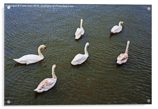  Six Swans a Swimmin' Acrylic by Frank Irwin