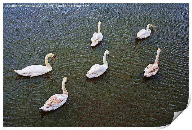  Six Swans a Swimmin' Print by Frank Irwin