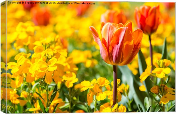  Tulips  Canvas Print by Tracey Whitefoot