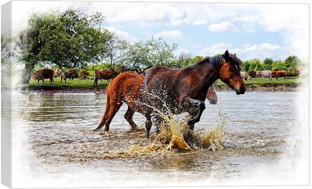  Cooling down at Janesmoor Pond. New Forest Canvas Print by JC studios LRPS ARPS
