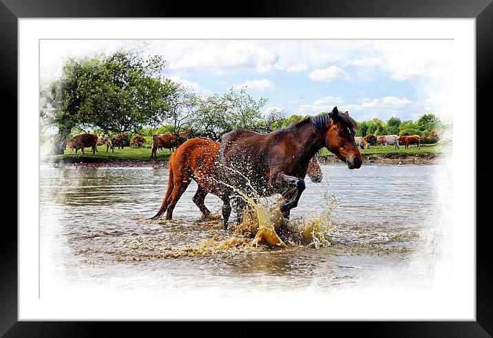  Cooling down at Janesmoor Pond. New Forest Framed Mounted Print by JC studios LRPS ARPS