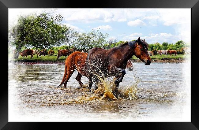  Cooling down at Janesmoor Pond. New Forest Framed Print by JC studios LRPS ARPS