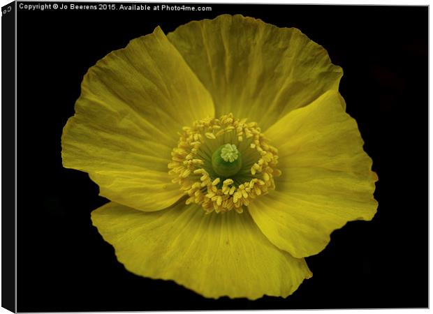  iceland poppy Canvas Print by Jo Beerens