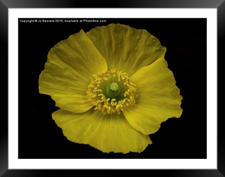  iceland poppy Framed Mounted Print by Jo Beerens