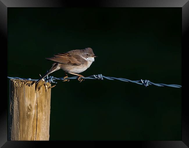 Whitethroat  Framed Print by Don Davis