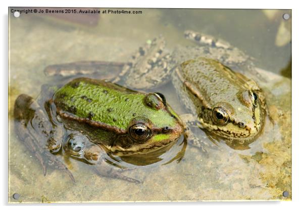  two frogs Acrylic by Jo Beerens