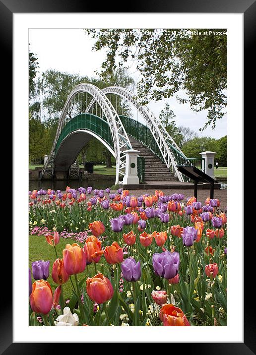 Bedford Tulips Framed Mounted Print by Graham Custance