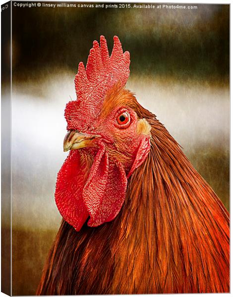  Cockerel/Rooster Portrait  Canvas Print by Linsey Williams
