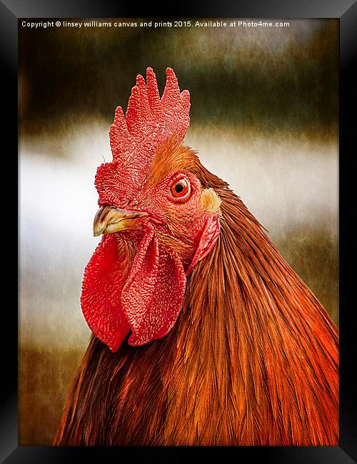  Cockerel/Rooster Portrait  Framed Print by Linsey Williams