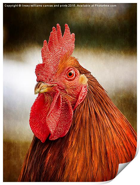  Cockerel/Rooster Portrait  Print by Linsey Williams