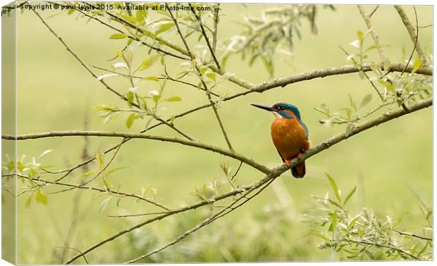 Kingfisher Canvas Print by paul lewis