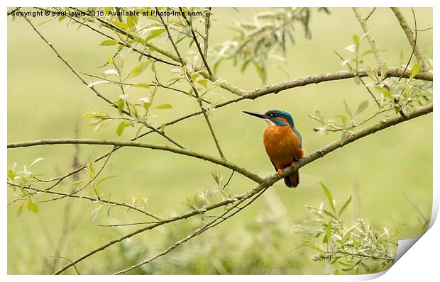 Kingfisher Print by paul lewis