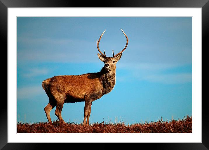     Red Deer Stag Framed Mounted Print by Macrae Images