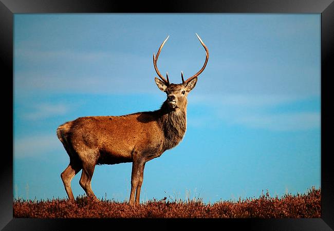     Red Deer Stag Framed Print by Macrae Images