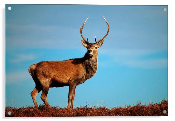     Red Deer Stag Acrylic by Macrae Images