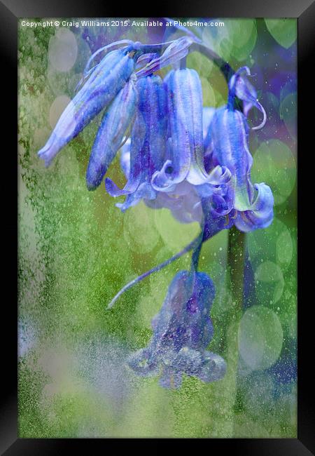  Bluebell Textures Framed Print by Craig Williams
