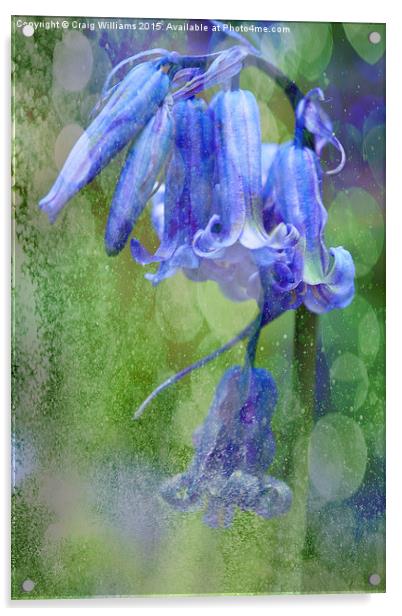  Bluebell Textures Acrylic by Craig Williams