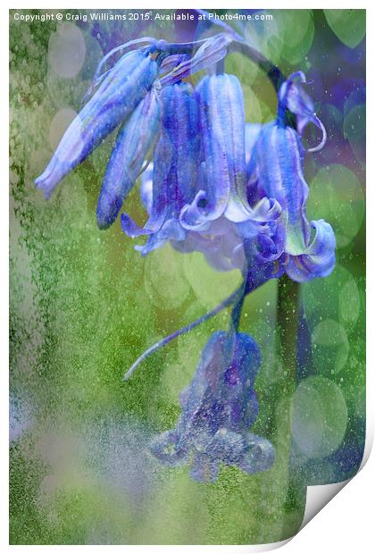  Bluebell Textures Print by Craig Williams