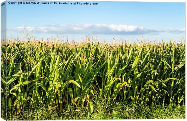 Corn Field In Summer Canvas Print by Martyn Williams