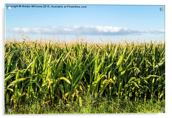 Corn Field In Summer Acrylic by Martyn Williams