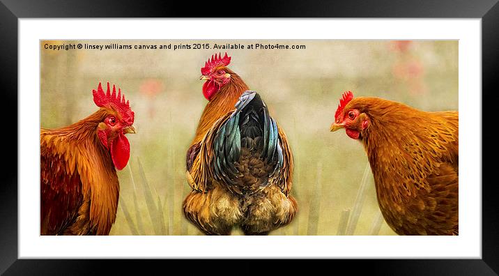 Hens. Hen Party. Look At The State Of That! Framed Mounted Print by Linsey Williams