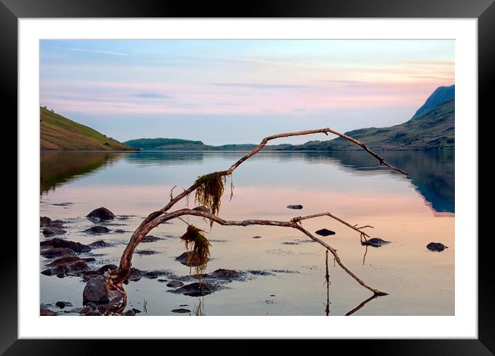  Crooked Branch Framed Mounted Print by Svetlana Sewell