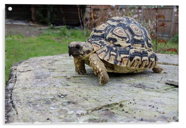 Leopard Tortoise Acrylic by Lauren Boyce