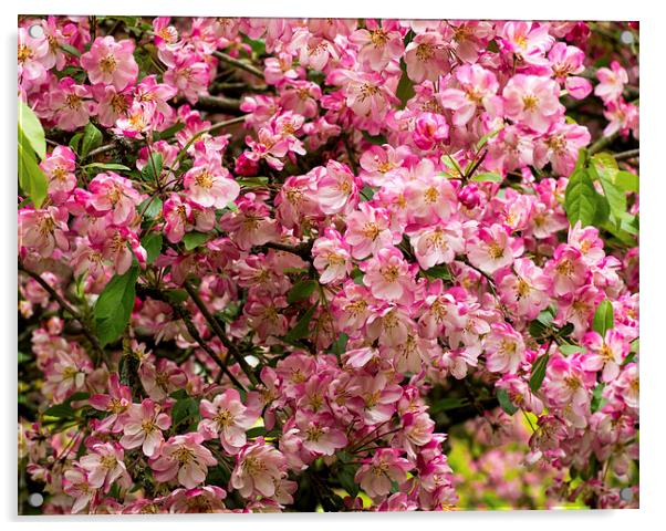 Cherry tree blossom Acrylic by Victor Burnside