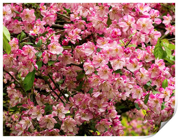 Cherry tree blossom Print by Victor Burnside