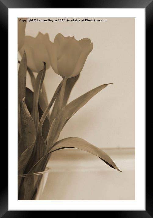 Three Tulips Framed Mounted Print by Lauren Boyce